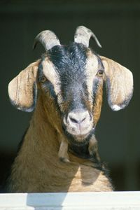 Preview wallpaper goat, horns, hooves