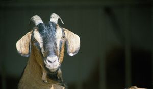 Preview wallpaper goat, horns, hooves