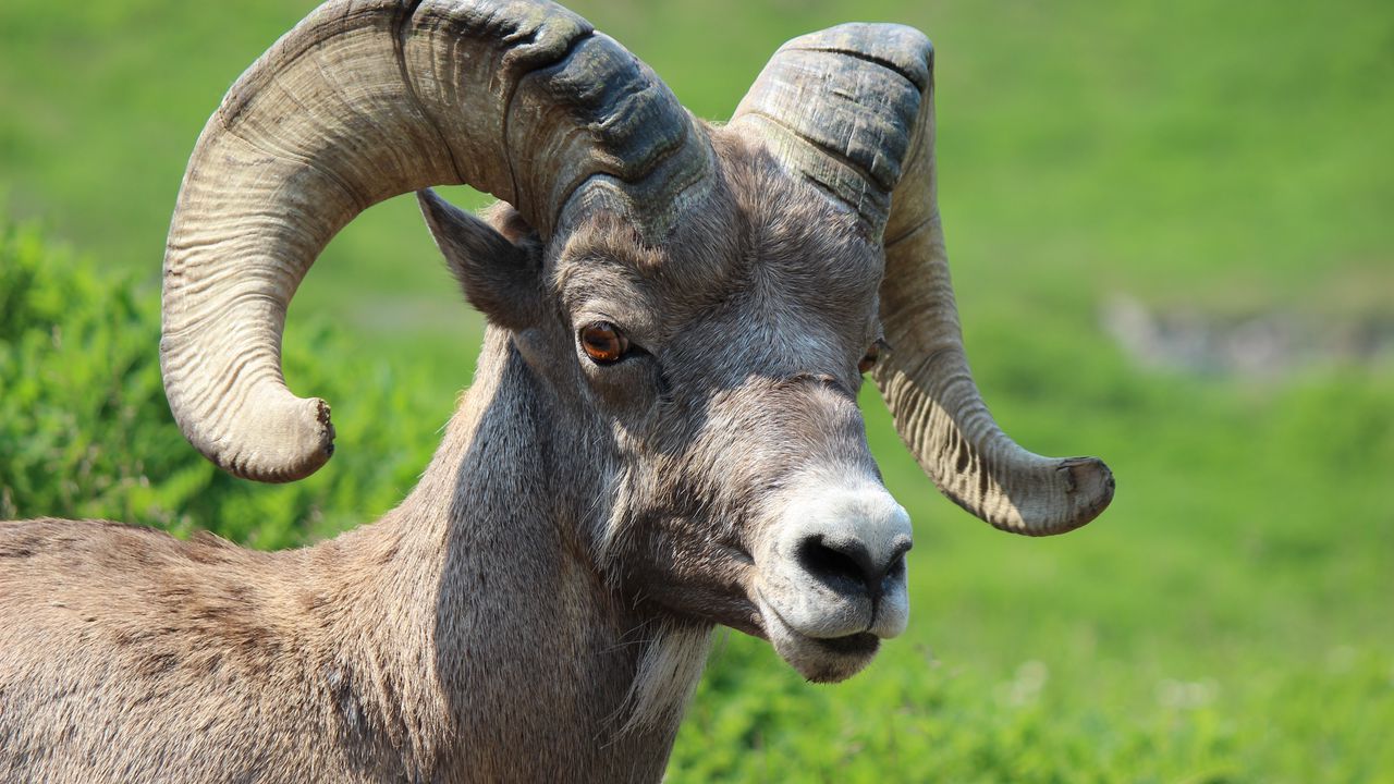 Wallpaper goat, horns, muzzle