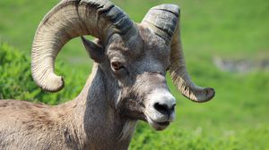Preview wallpaper goat, horns, muzzle