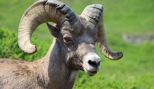 Preview wallpaper goat, horns, muzzle