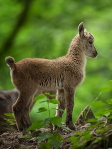 Preview wallpaper goat, kid, trees, forest, grass