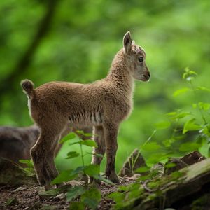 Preview wallpaper goat, kid, trees, forest, grass