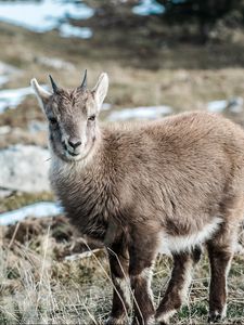 Preview wallpaper goat, meadow, pasture