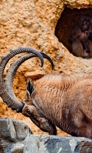 Preview wallpaper goat, mountain, hooves, horns, hill, beard