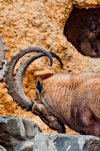 Preview wallpaper goat, mountain, hooves, horns, hill, beard