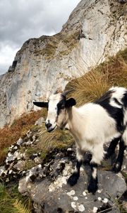 Preview wallpaper goat, mountains, nature