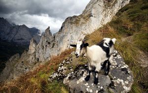 Preview wallpaper goat, mountains, nature