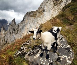 Preview wallpaper goat, mountains, nature