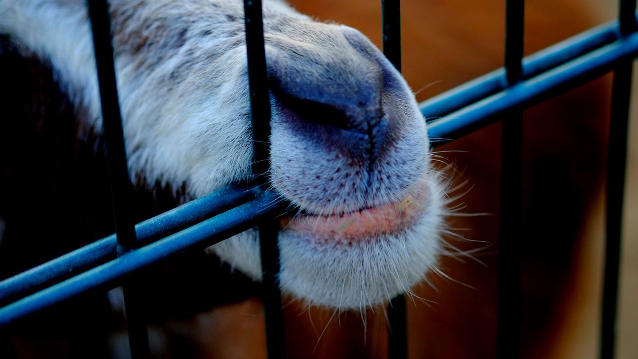 Wallpaper goat, mouth, nose