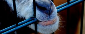Preview wallpaper goat, mouth, nose