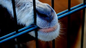 Preview wallpaper goat, mouth, nose