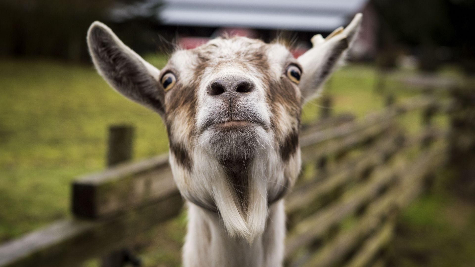 Download wallpaper 1920x1080 goat, muzzle, funny full hd, hdtv, fhd, 1080p  hd background