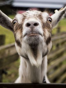 Preview wallpaper goat, muzzle, funny