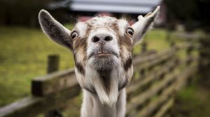 Preview wallpaper goat, muzzle, funny