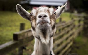 Preview wallpaper goat, muzzle, funny
