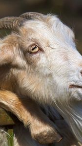 Preview wallpaper goat, tongue, face, horn