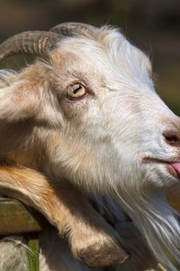 Preview wallpaper goat, tongue, face, horn