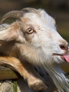 Preview wallpaper goat, tongue, face, horn