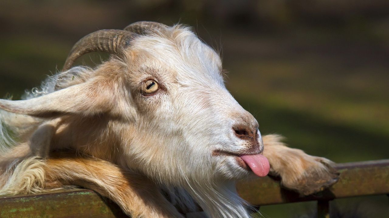 Wallpaper goat, tongue, face, horn