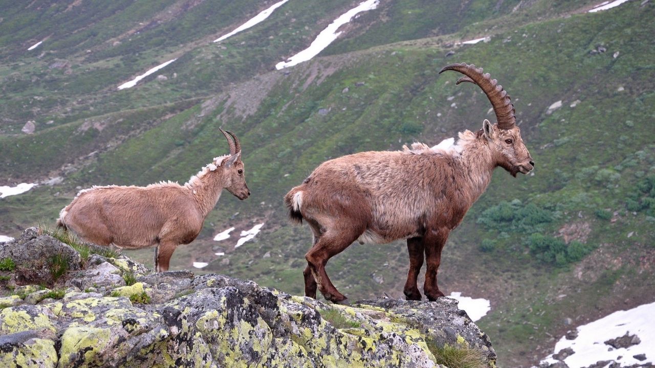 Wallpaper goats, mountain, couple, stand, open