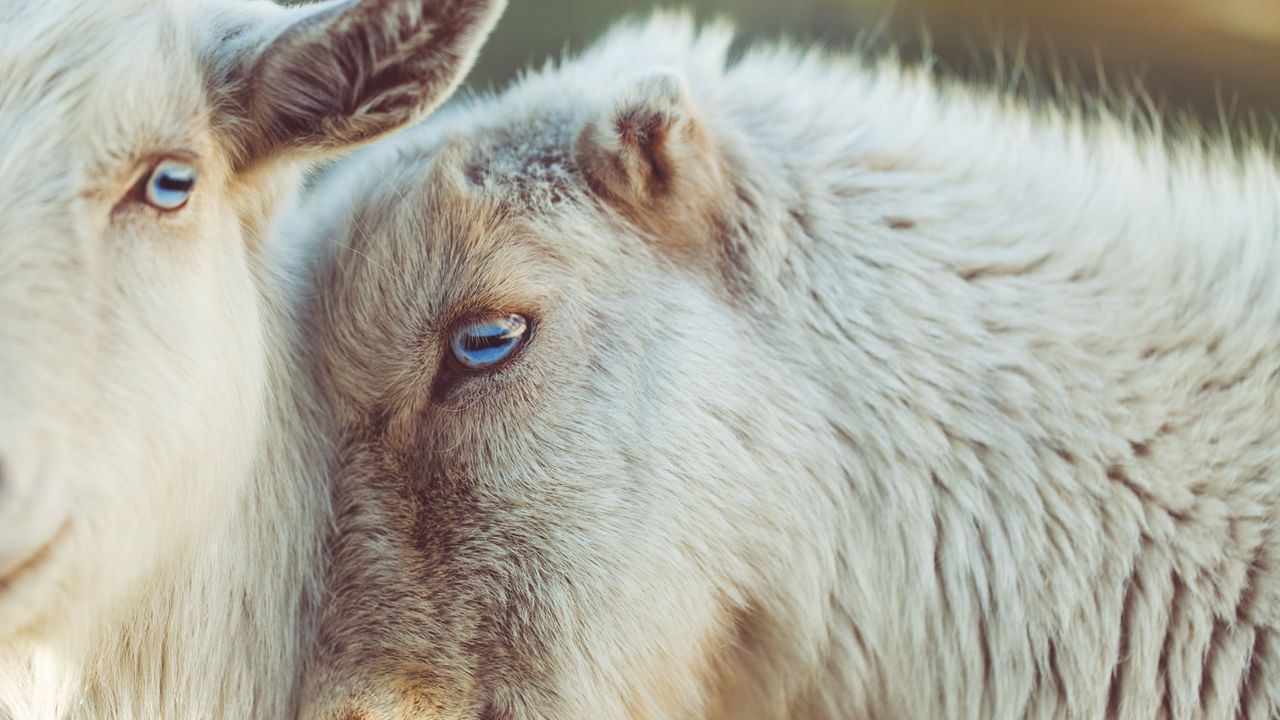 Wallpaper goats, muzzle, blue eyes