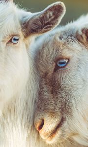 Preview wallpaper goats, muzzle, blue eyes