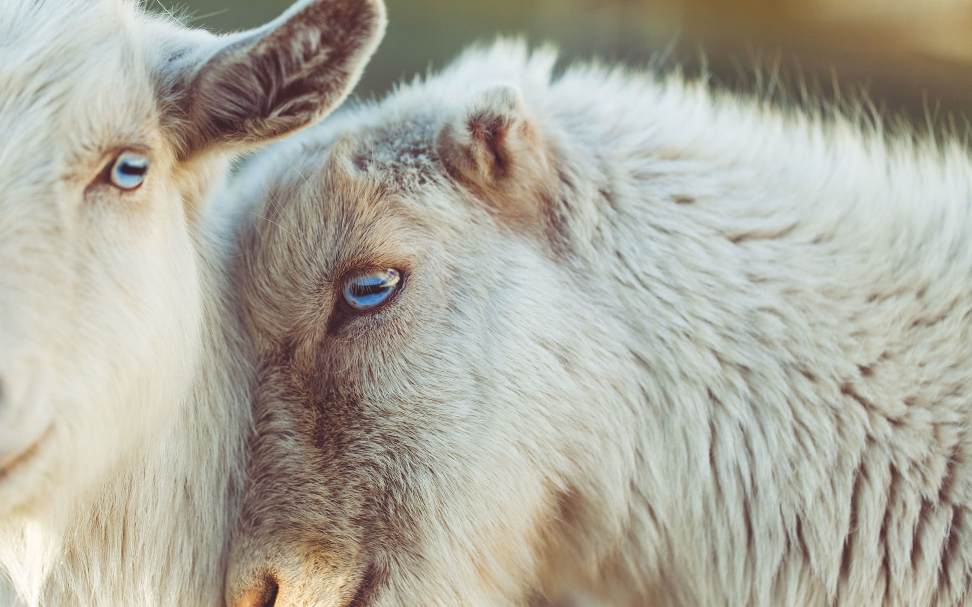 Download wallpaper 1920x1200 goats, muzzle, blue eyes widescreen 16:10