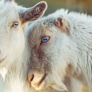 Preview wallpaper goats, muzzle, blue eyes
