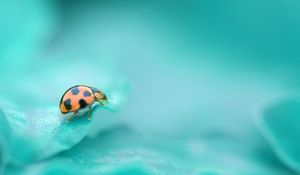 Preview wallpaper god, ladybug, leaf, crawling, insect