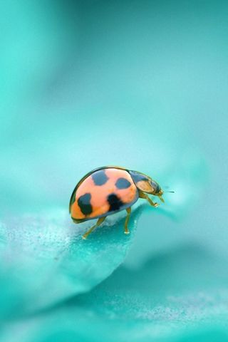 320x480 Wallpaper god, ladybug, leaf, crawling, insect