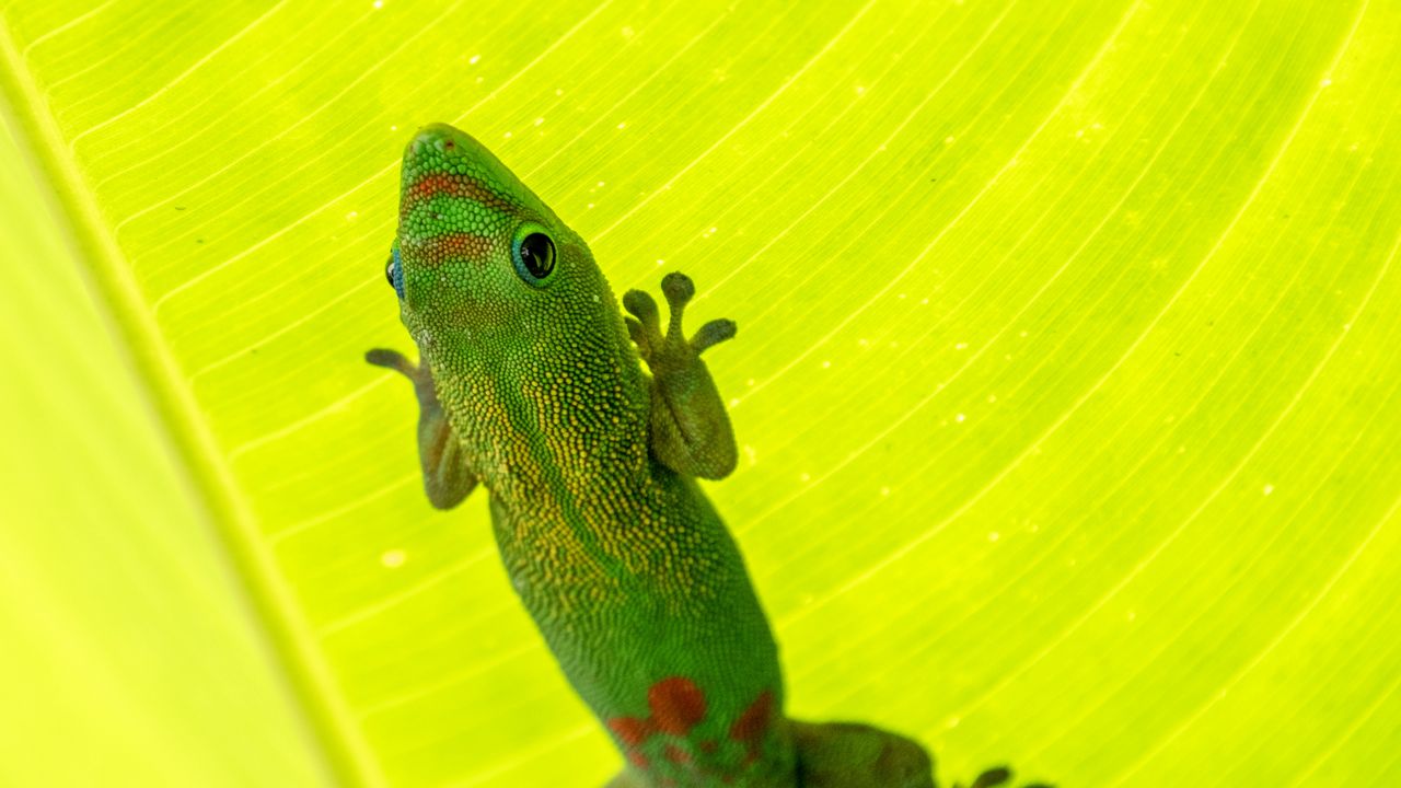 Wallpaper gold dust day gecko, gecko, lizard, reptile, leaf, green