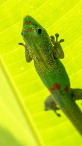 Preview wallpaper gold dust day gecko, gecko, lizard, reptile, leaf, green