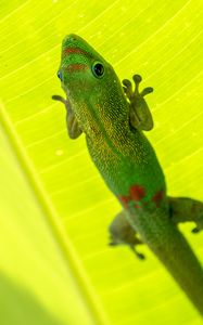 Preview wallpaper gold dust day gecko, gecko, lizard, reptile, leaf, green