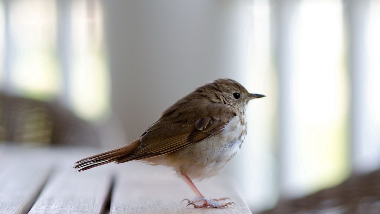 Wallpaper goldcrest, bird, beak, sitting, feathers