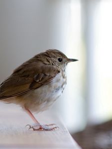 Preview wallpaper goldcrest, bird, beak, sitting, feathers