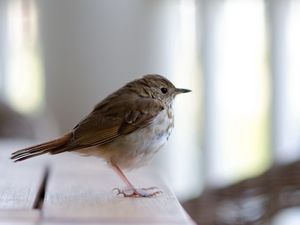 Preview wallpaper goldcrest, bird, beak, sitting, feathers