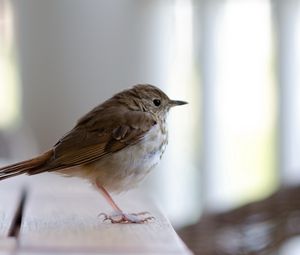 Preview wallpaper goldcrest, bird, beak, sitting, feathers