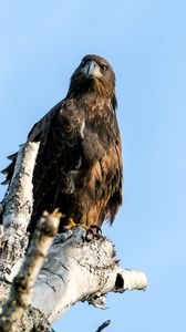 Preview wallpaper golden eagle, bird, beak, tree, sky