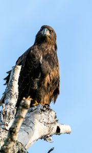 Preview wallpaper golden eagle, bird, beak, tree, sky