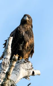 Preview wallpaper golden eagle, bird, beak, tree, sky