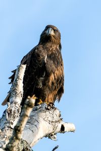 Preview wallpaper golden eagle, bird, beak, tree, sky