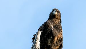 Preview wallpaper golden eagle, bird, beak, tree, sky