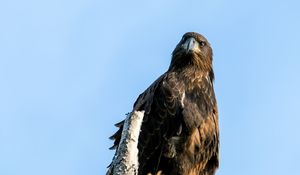 Preview wallpaper golden eagle, bird, beak, tree, sky