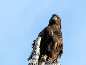 Preview wallpaper golden eagle, bird, beak, tree, sky