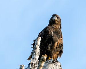 Preview wallpaper golden eagle, bird, beak, tree, sky