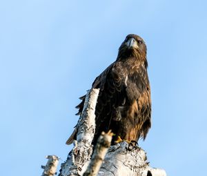 Preview wallpaper golden eagle, bird, beak, tree, sky