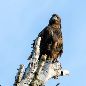 Preview wallpaper golden eagle, bird, beak, tree, sky