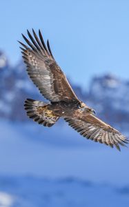 Preview wallpaper golden eagle, bird, flight, blur