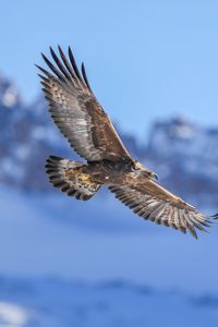 Preview wallpaper golden eagle, bird, flight, blur